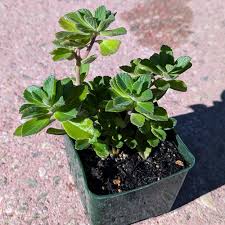 Image result for Coleus neochilus