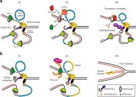 Eukaryotic Clamp Loaders And Unloaders In The Maintenance Of Genome Stability Experimental Molecular Medicine