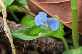 Image result for Commelina latifolia