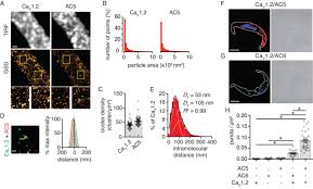 Close Association Between L Type Ca 2 Channel Cav1 2 And Ac5 In Download Scientific Diagram