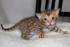 Pin By Jin Jin Du Cap Jewellery On Cutest Kittens Bengal Kitten Kittens Bengal Cat Kitten