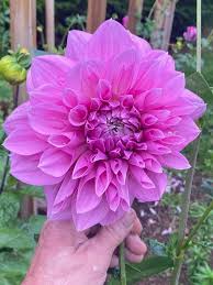 Image result for Pseudobersama