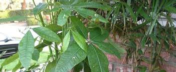 We did not find results for: Pachira Species French Peanut Guiana Chestnut Malabar Chestnut Money Tree Saba Nut Pachira Aquatica