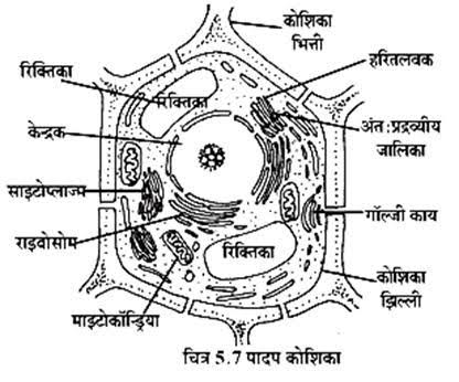 Image result for प्लांट सेल"