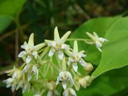 Image result for Cynanchum ledermannii
