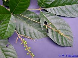 Image result for Allophylus