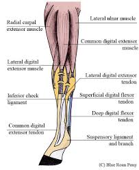 While there are an … Diagram Of Common Back Bone Break Diagram Of Common Back Bone Break A Simplified Disc