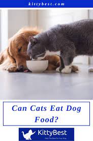 Can Cats Eat Dog Food Cats Dog Food Recipes Dogs