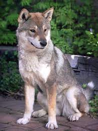 11 beautiful dogs that look like wolves the dog people dog breeds japanese dogs beautiful dogs