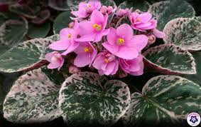 *=multiple images on detail page 4in Variegated African Violet Romance