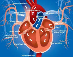 Sangele care pleaca de la inima se numeste sange arterial. Inima Vasele Sangvine Arterele Capilarele Venele