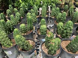 En sudamérica se utiliza generalmente para hacer setos delimitadores o separadores de zonas. Home Depot Cacti Sanpedrocactus