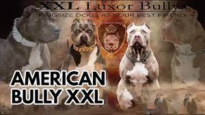 Generally, the xl bully stands at 20 to 23 inches at the wither. Blomquist Adoptiert Einen Welpen American Bully Xxl Youtube