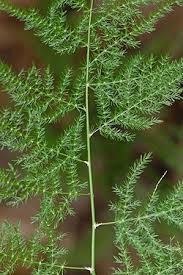 Image result for Asparagus laricinus