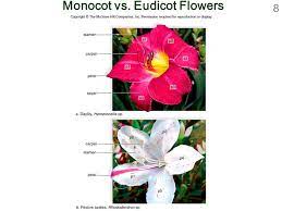 Azalea Flower Monocot Best Flower Wallpaper