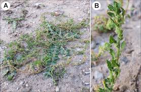 Image result for Dysphania procera