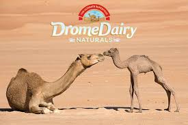 You can consume it plain or use in your. Pin On Camel Milk Information