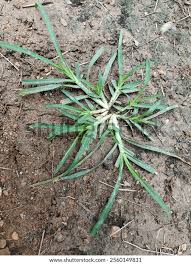 Image result for Eleusine