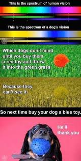 Dog Approved Your Dog Dog Facts Dogs