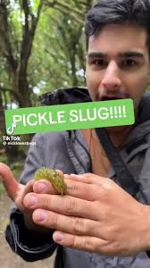 Nick Volpe Pickle Slug