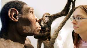Der fund einer als hobbit bezeichneten menschenart in indonesien hat lange für forscherstreit gesorgt. Homo Sapiens Die Entwicklung Des Modernen Menschen Br Wissen
