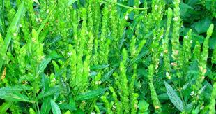 Image result for Justicia betonica