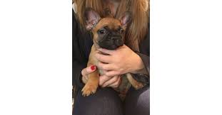 A lot of grooming and some tlc turned her into a whole new pup. New Undercover Footage Reveals Bleak Existence For Dogs At Usda Licensed Puppy Mills That Supply Puppies To Popular Pet Stores