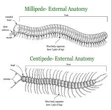 Millipedes can also be good for your garden because they eat up dead plants and also feed on some small pests. What Is The Difference Between A Millipede And Centipede Terminix