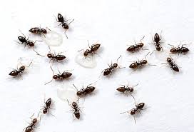 rover ants (brachymyrmex patagonicus