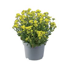 Image result for Aurinia