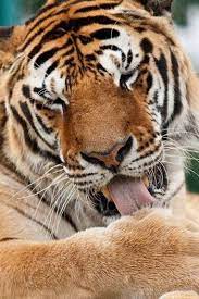Club Des Amis Des Felins Animals Wild Big Cats Animals Beautiful