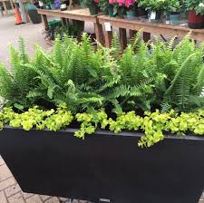 Creeping Jenny And Princess Ferns Landscaping Plants Creeping Jenny Container Gardening