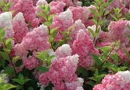 We did not find results for: A Foodie S Guide To Plant Names Seattle S Favorite Garden Store Since 1924 Swansons Nursery