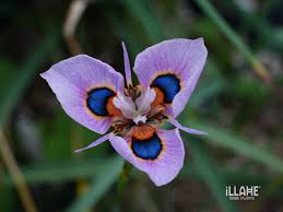 Image result for Moraea bella