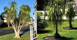 Check spelling or type a new query. Ponytail Palm Care Outdoors Growing Pony Tail Palms Outside