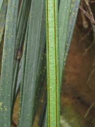 Image result for Vittaria