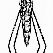 We did not find results for: Pdf Generalites Sur Les Gerris Les Especes De Gerridae De France Et Installation D Un Elevage Peu Astreignant Insecta Hemipteroidea Prosorrhyncha Heteroptera Gerromorpha Gerroidea Gerridae Gerrinae Gerrini