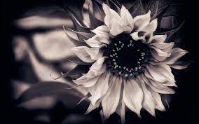 Floral stylish modern wallpaper with summer or spring flowers. 50 Black And White Flowers Wallpaper On Wallpapersafari