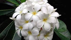 Flowers that grow in florida summer. Diggin Florida Dirt Say Aloha To Summer Blooming Plumeria
