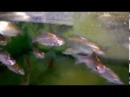 Lampan (lampung.) dalam bahasa inggris ikan ini dikenal banyak orang yang bertanya bagaimana cara memilih area spot mancing ikan lampam ? Java Barb Alchetron The Free Social Encyclopedia