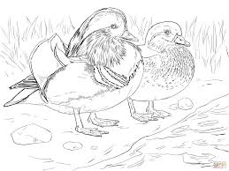 No turkey hunting grand slam is complete without an ocellated turkey. Mandarin Duck Coloring Page Novocom Top