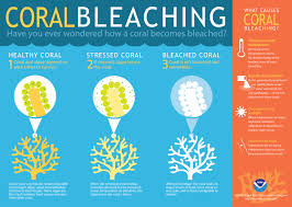 What Is Coral Bleaching