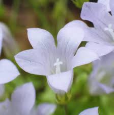 Image result for Wahlenbergia subaphylla