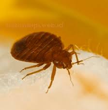 Jangan khawatir, tafsir mimpi akan memberitahukan kepadamu segala tentang simbol dan pertanda. Angka Mimpi Bangsat Kutu Busuk Versi Erek Erek 2d 3d 4d Buku Mimpi