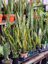 Image result for Sansevieria