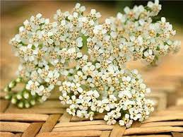 Pin On Cottage Landscape