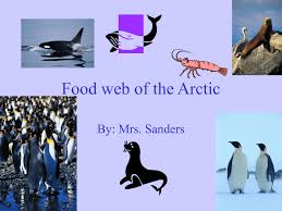 Penguins lay their eggs and raise their babies on land. Food Web Of The Arctic