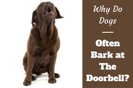 Around 5 to 6 weeks, the puppy will be practicing his vocalizations to the maximum level at which he is able to create his first bark. Why Do Dogs Bark At The Doorbell Labraodrtraininghq