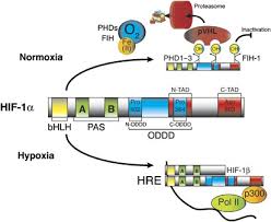 Gene expression heatmaps for mhc class i (a), class ii (b), and other antigen processing and presenting (c) genes. Biology Of Hif 1a Cell Death Differentiation