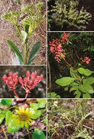 Image result for Blepharispermum pubescens